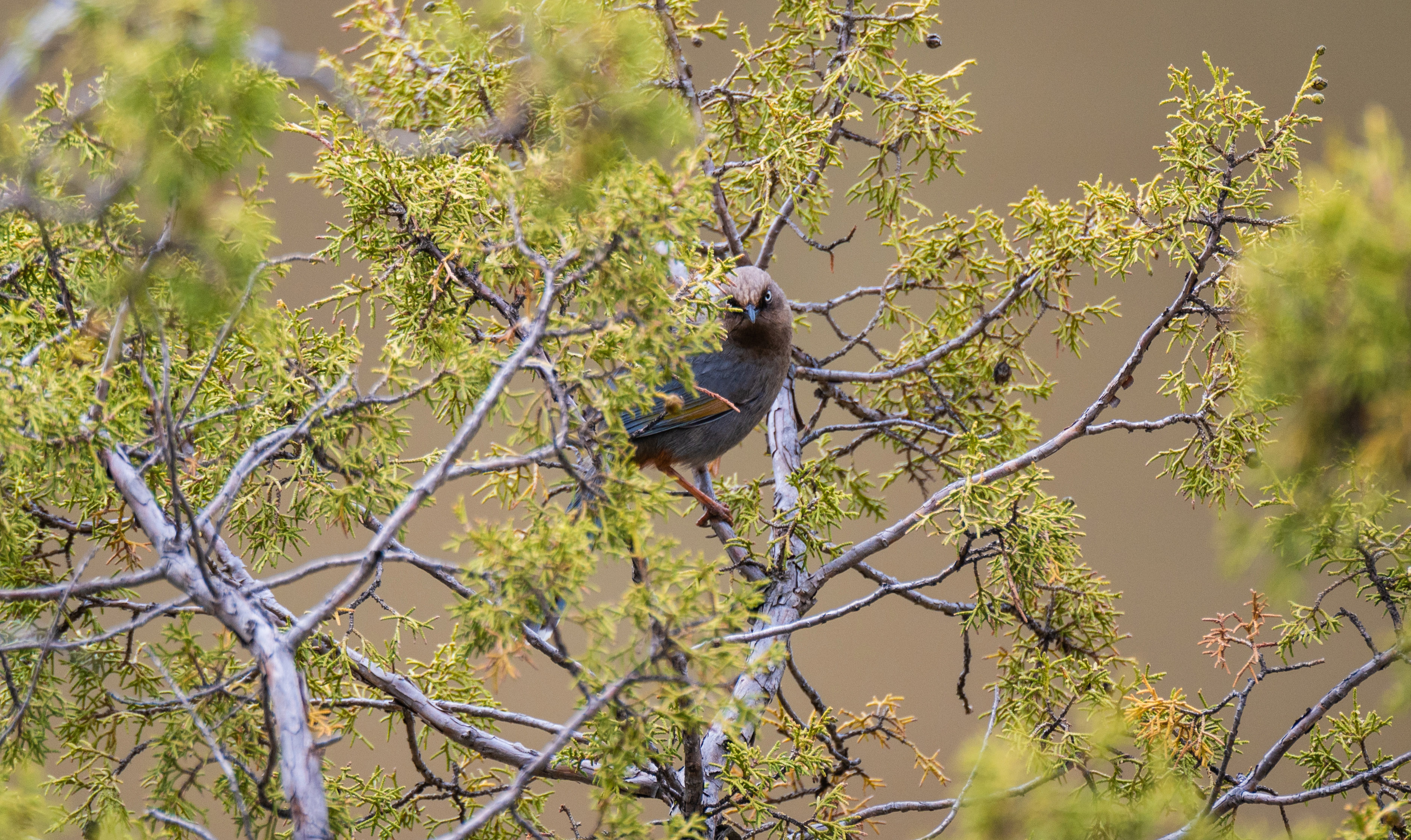 11DSC_3657.jpg