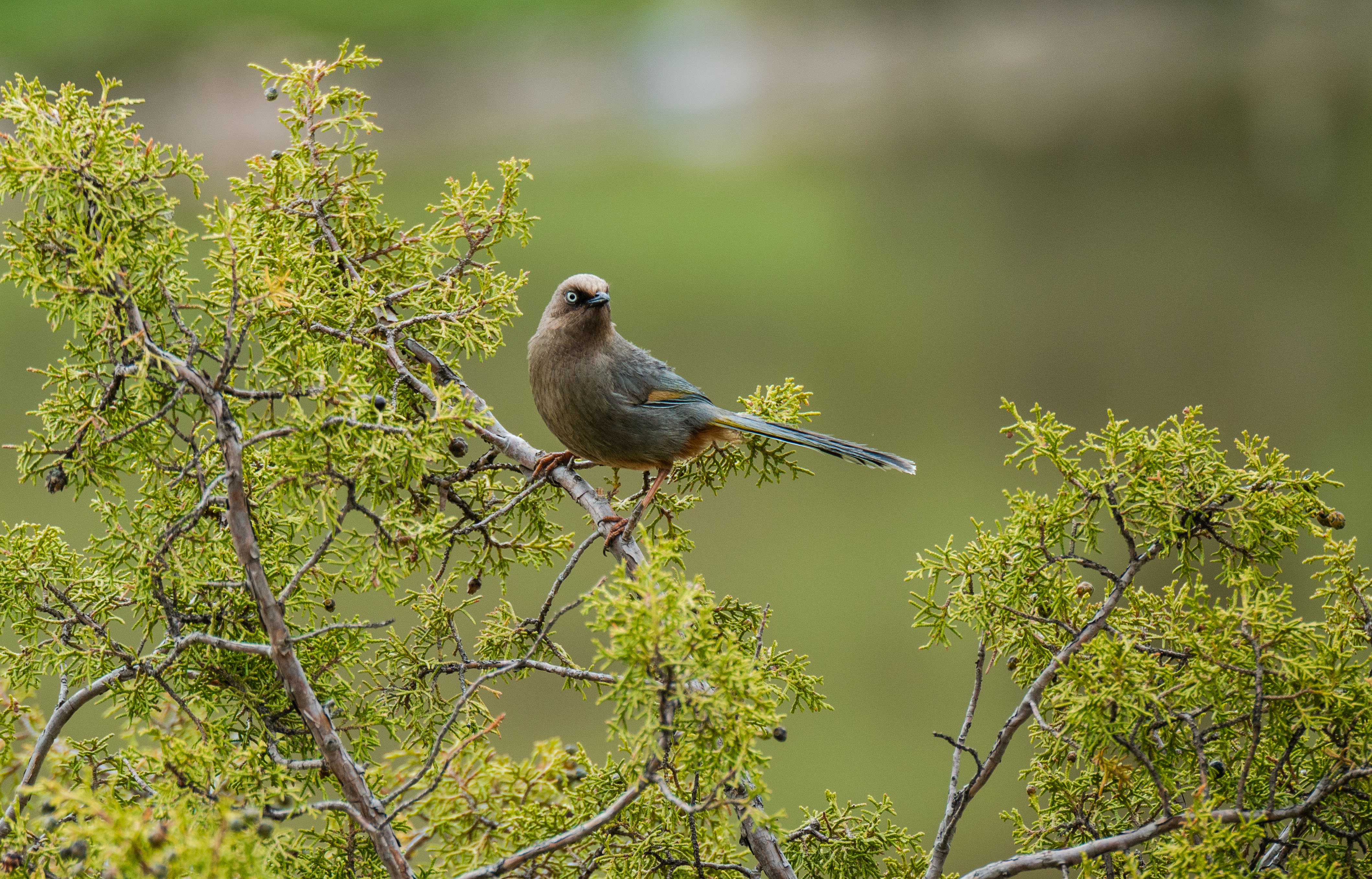 11DSC_3666.jpg