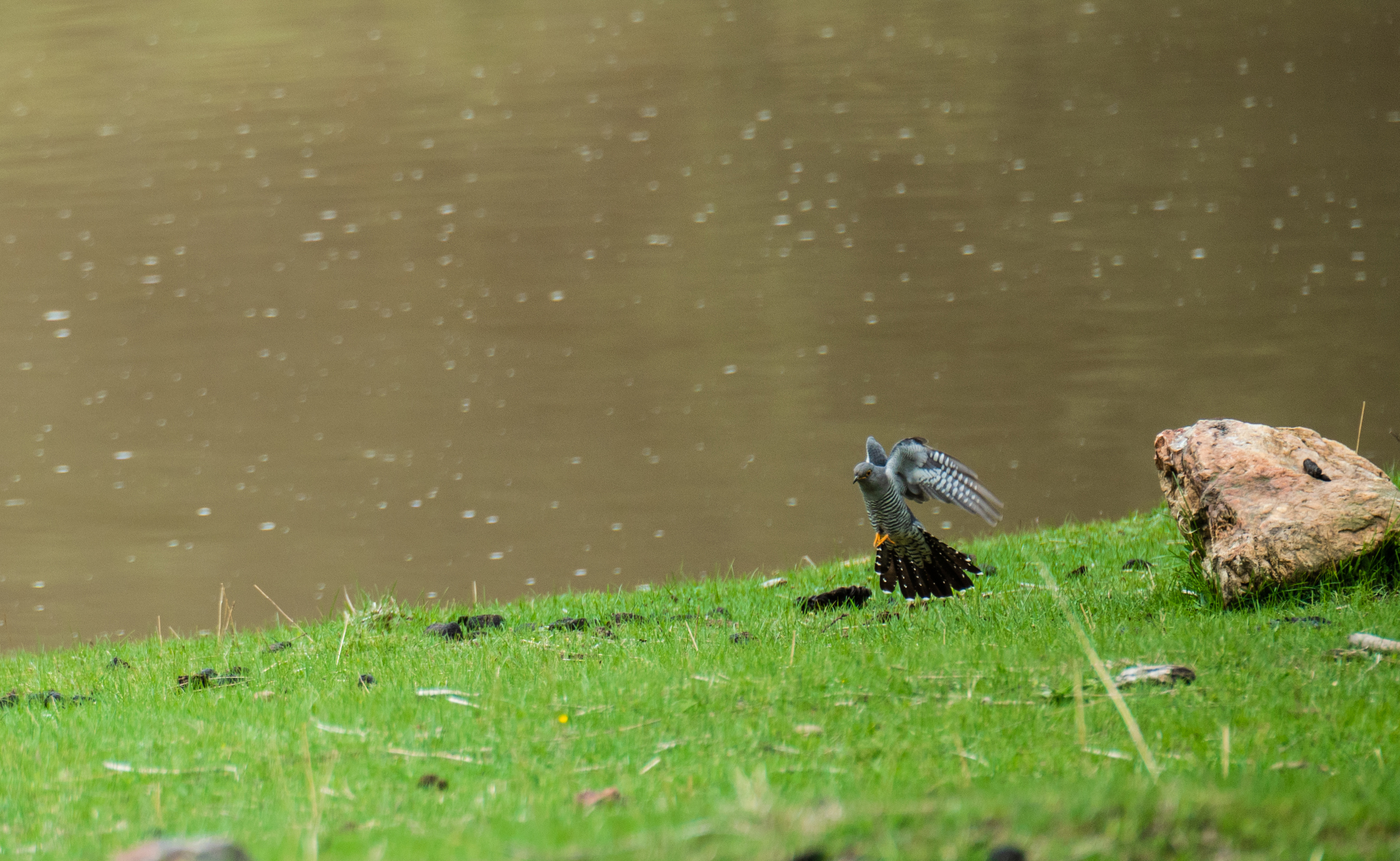 11DSC_3688.jpg