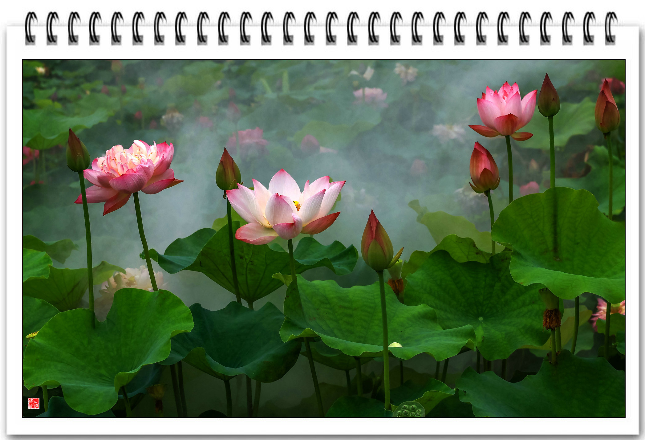 《雾锁荷花池》.jpg