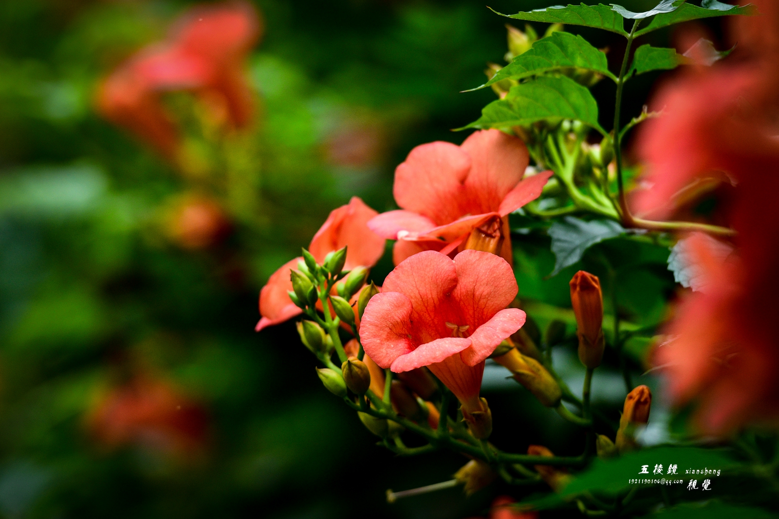 DSC_9209.JPG