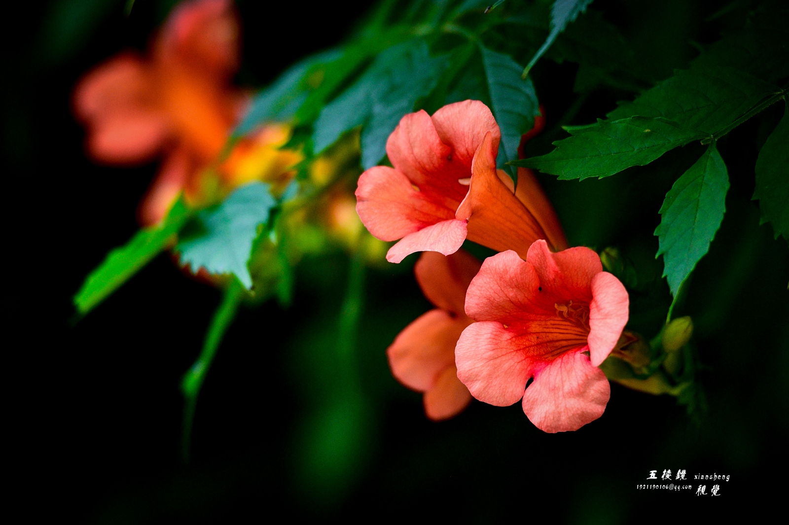 DSC_9273.JPG