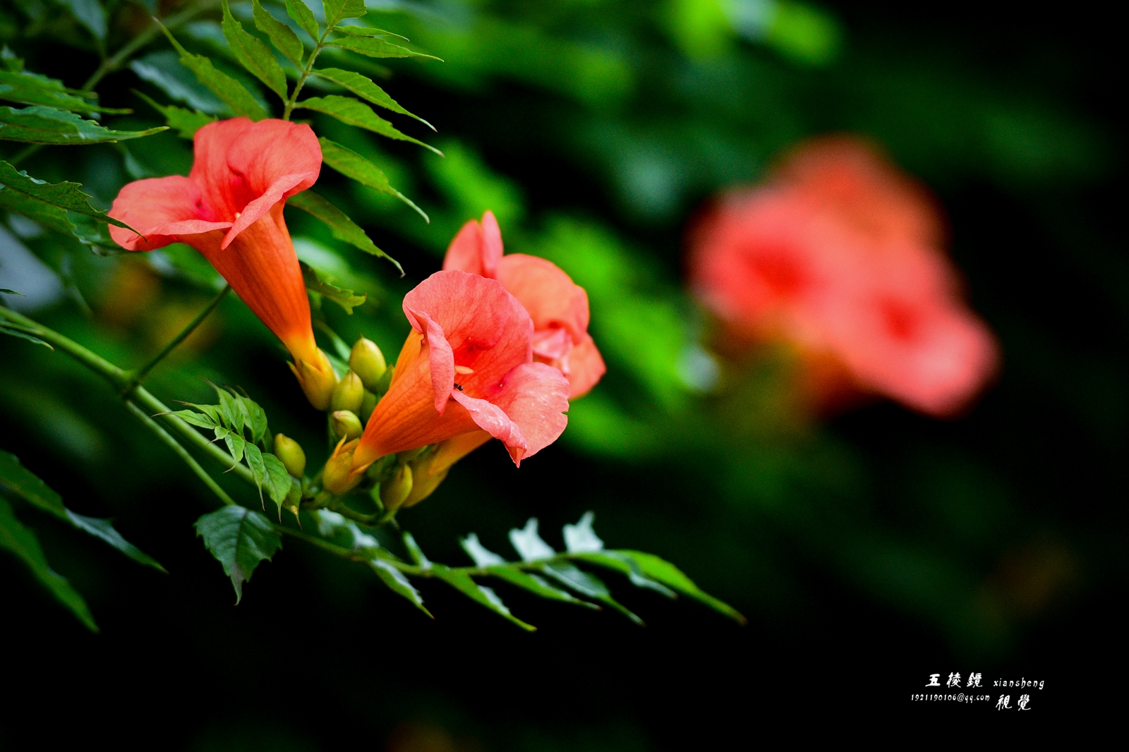 DSC_9275.JPG