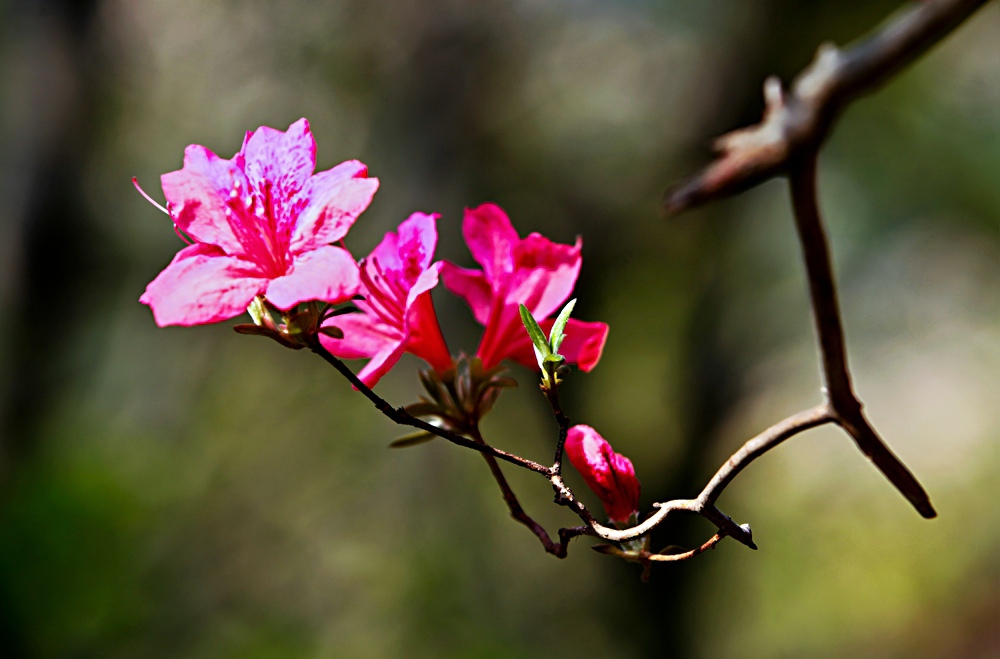 IMG_7889.JPG