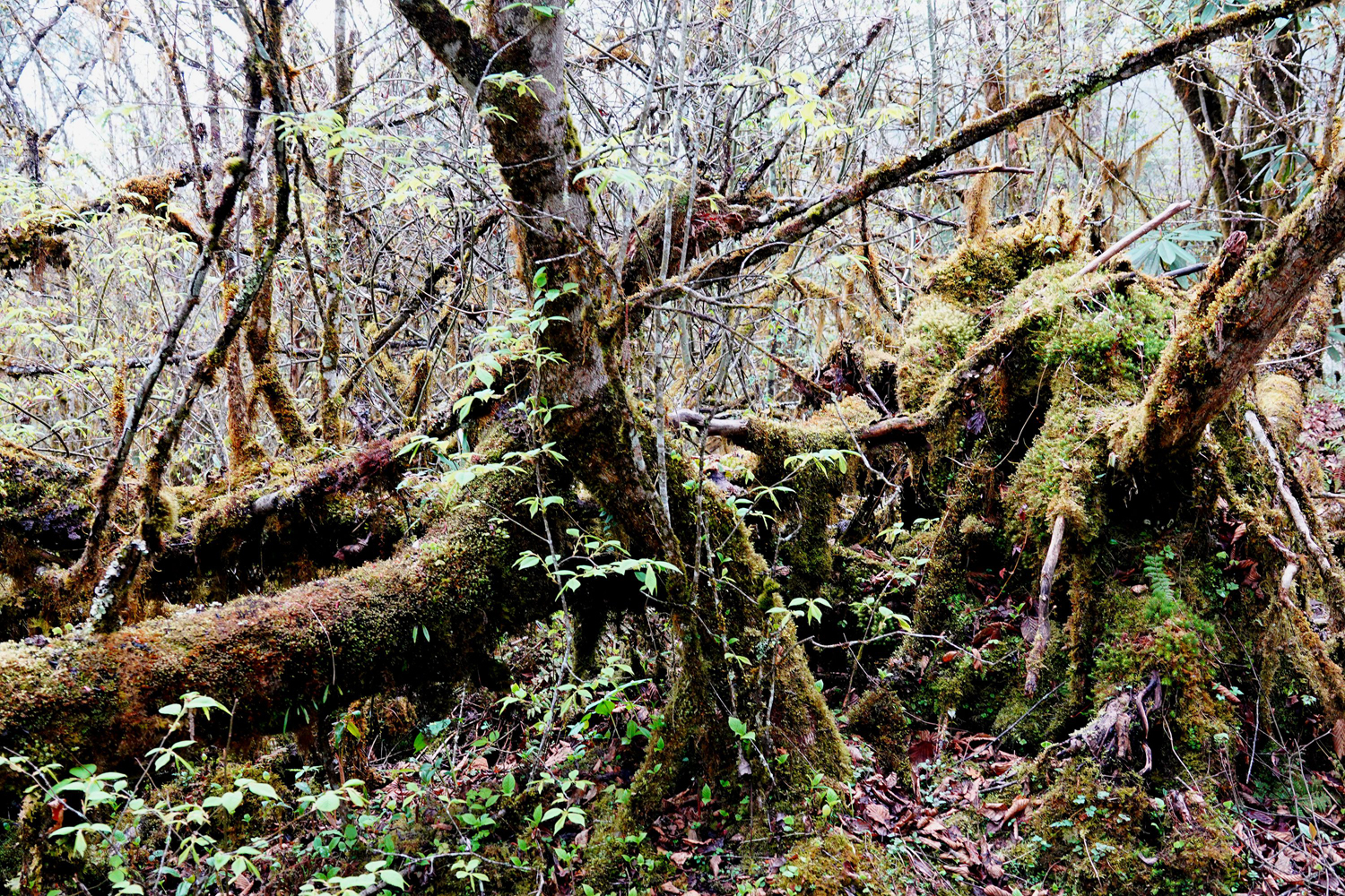 DSC09275.jpg