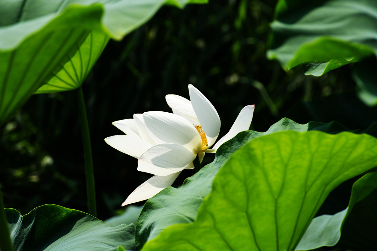 DSC_1062_副本.jpg