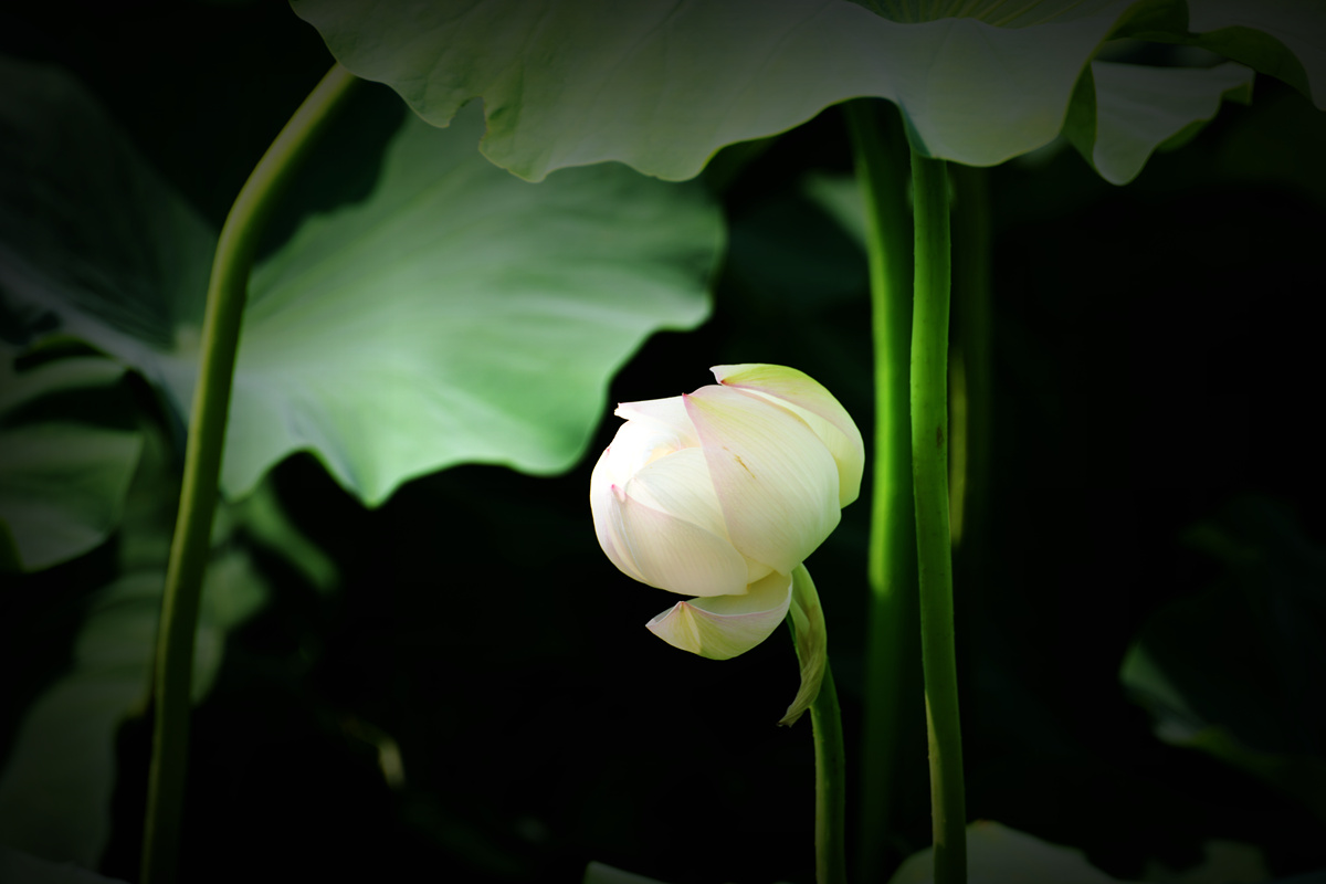 DSC_1076_副本.jpg