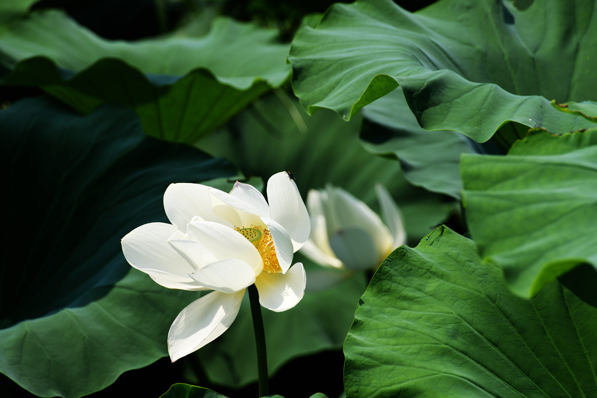 DSC_1065_副本.jpg