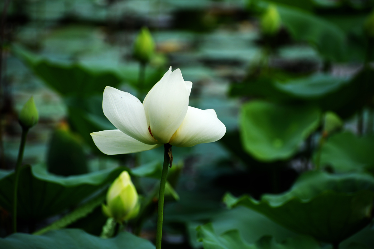 DSC_1132_副本.jpg