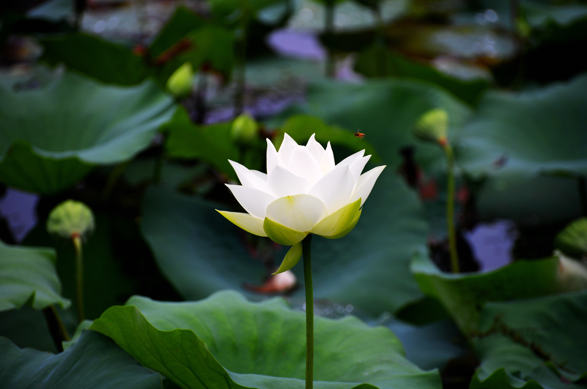 DSC_1406_副本.jpg