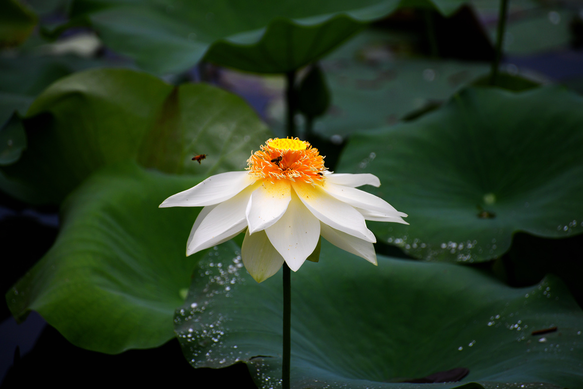 DSC_1396_副本.jpg