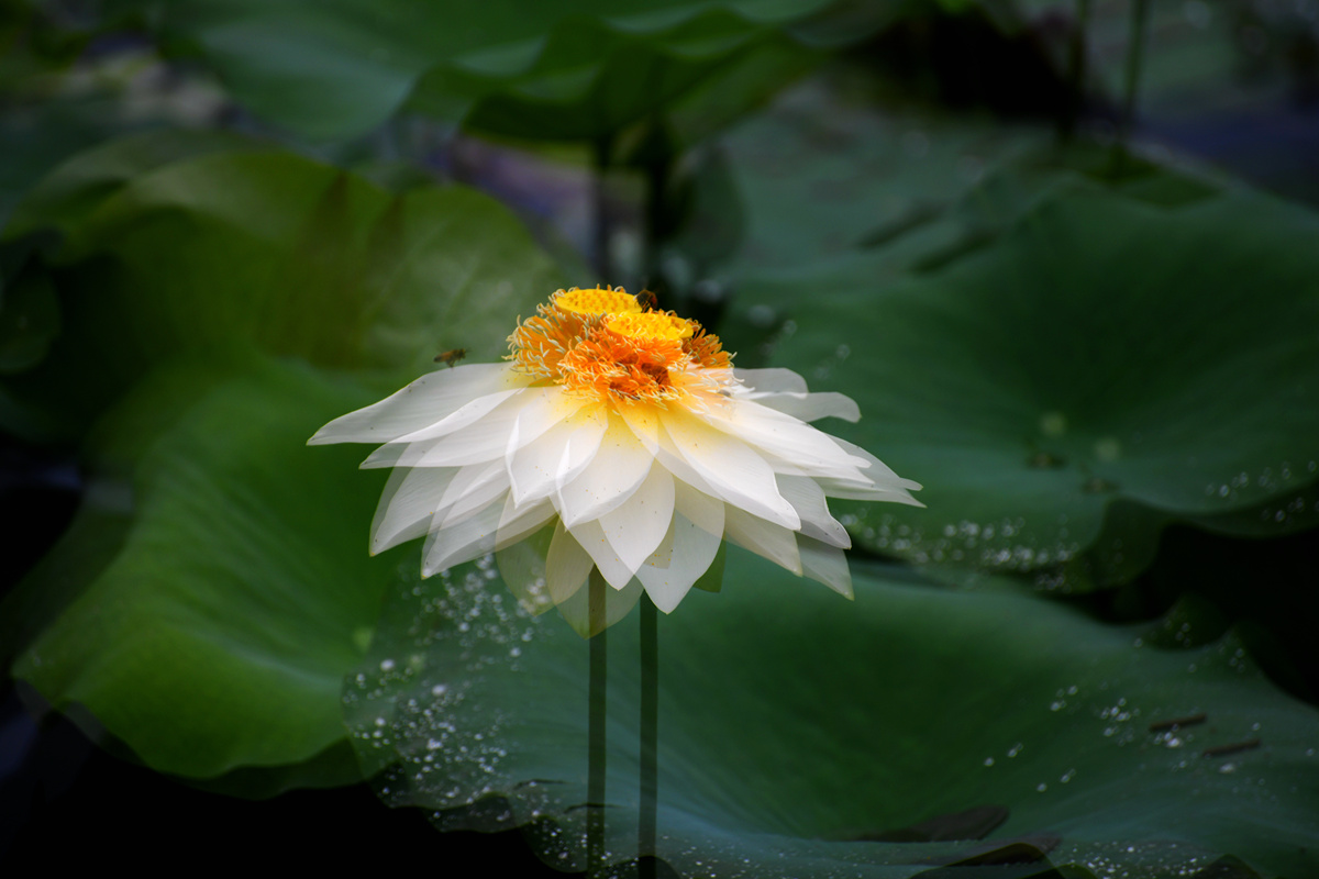 DSC_1397_副本.jpg