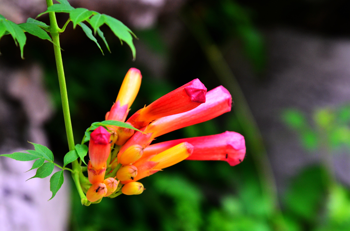 DSC_0070_副本.jpg