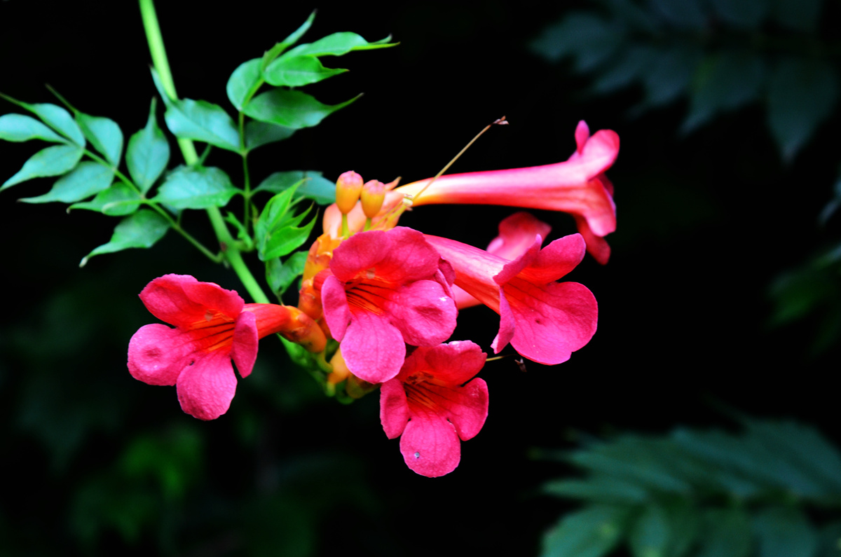 DSC_0087_副本.jpg
