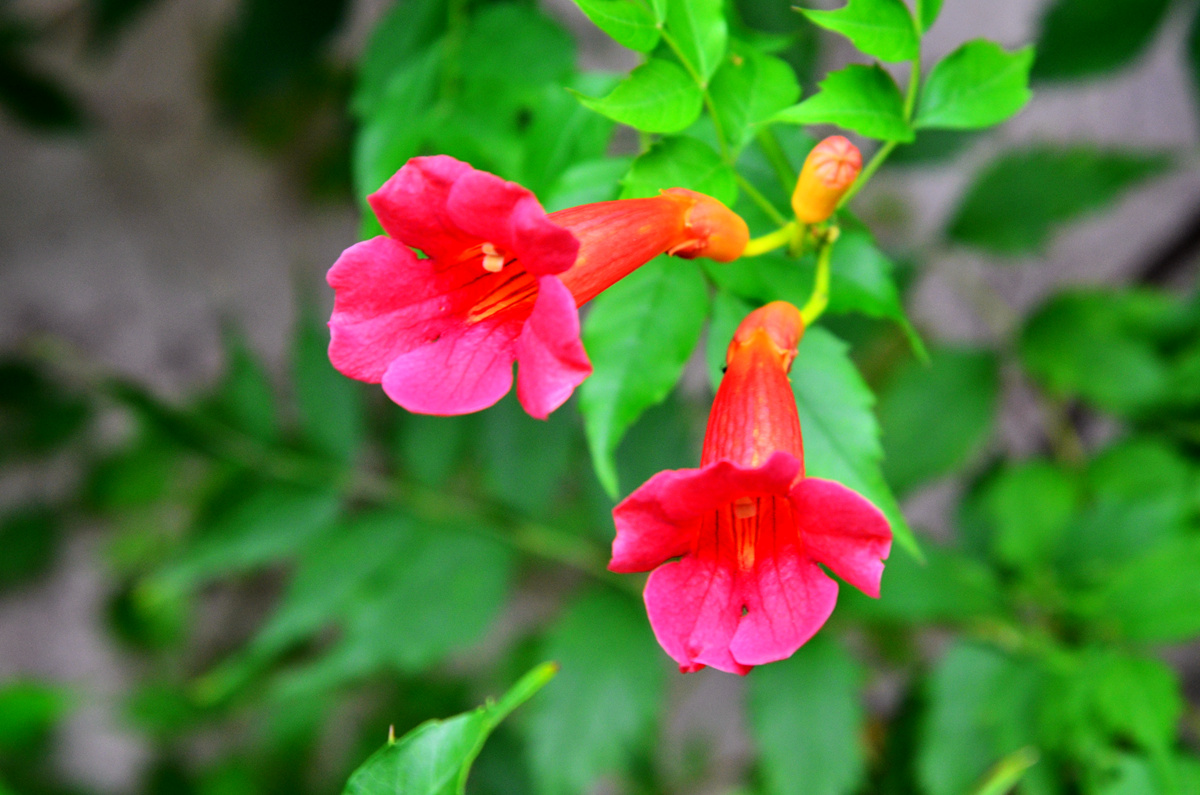 DSC_0080_副本.jpg