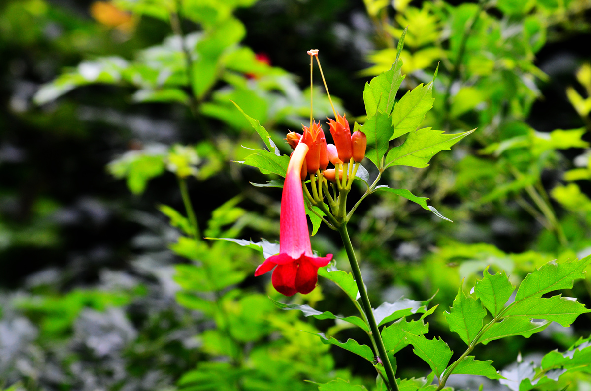 DSC_0094_副本.jpg