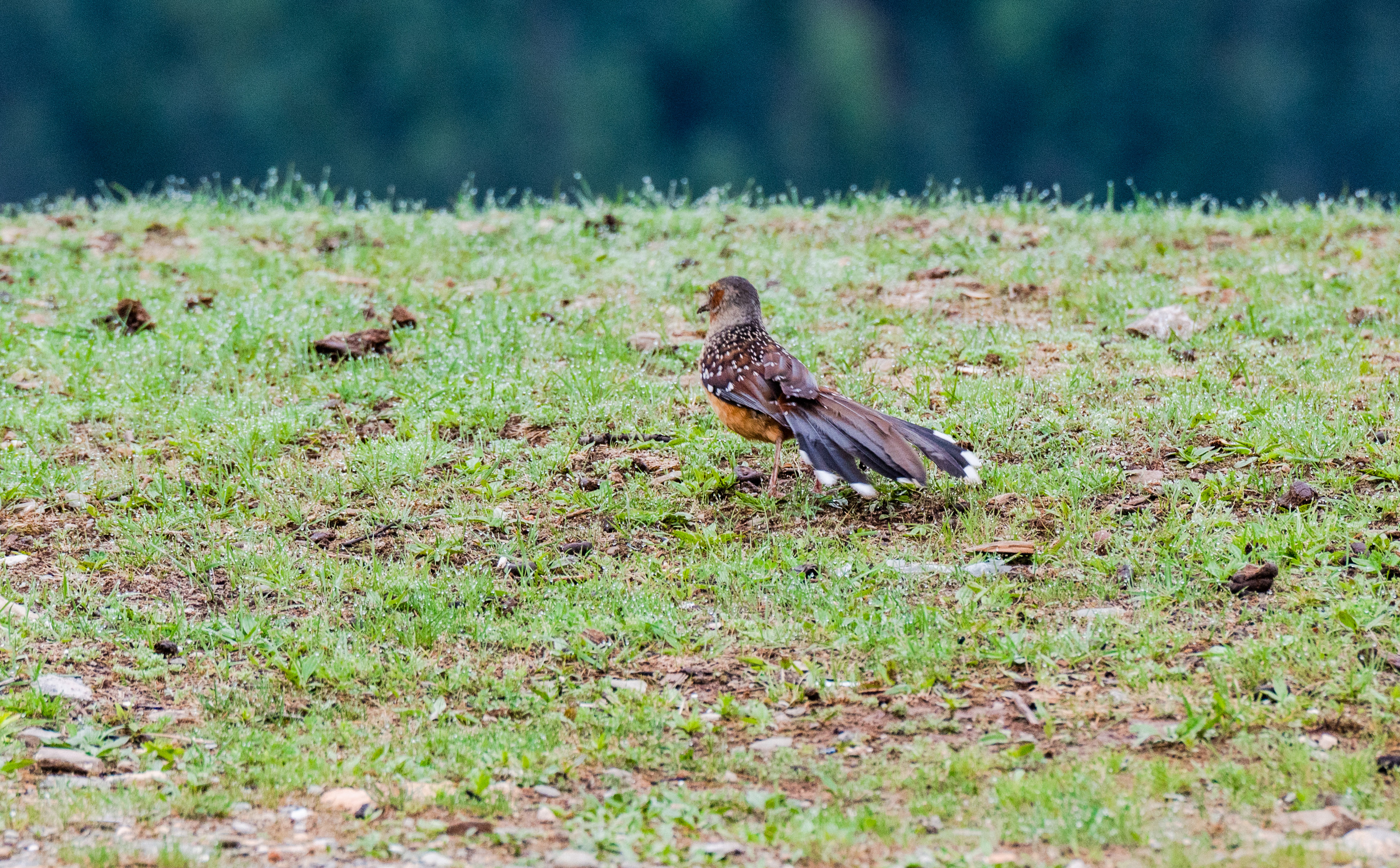11DSC_3533.jpg