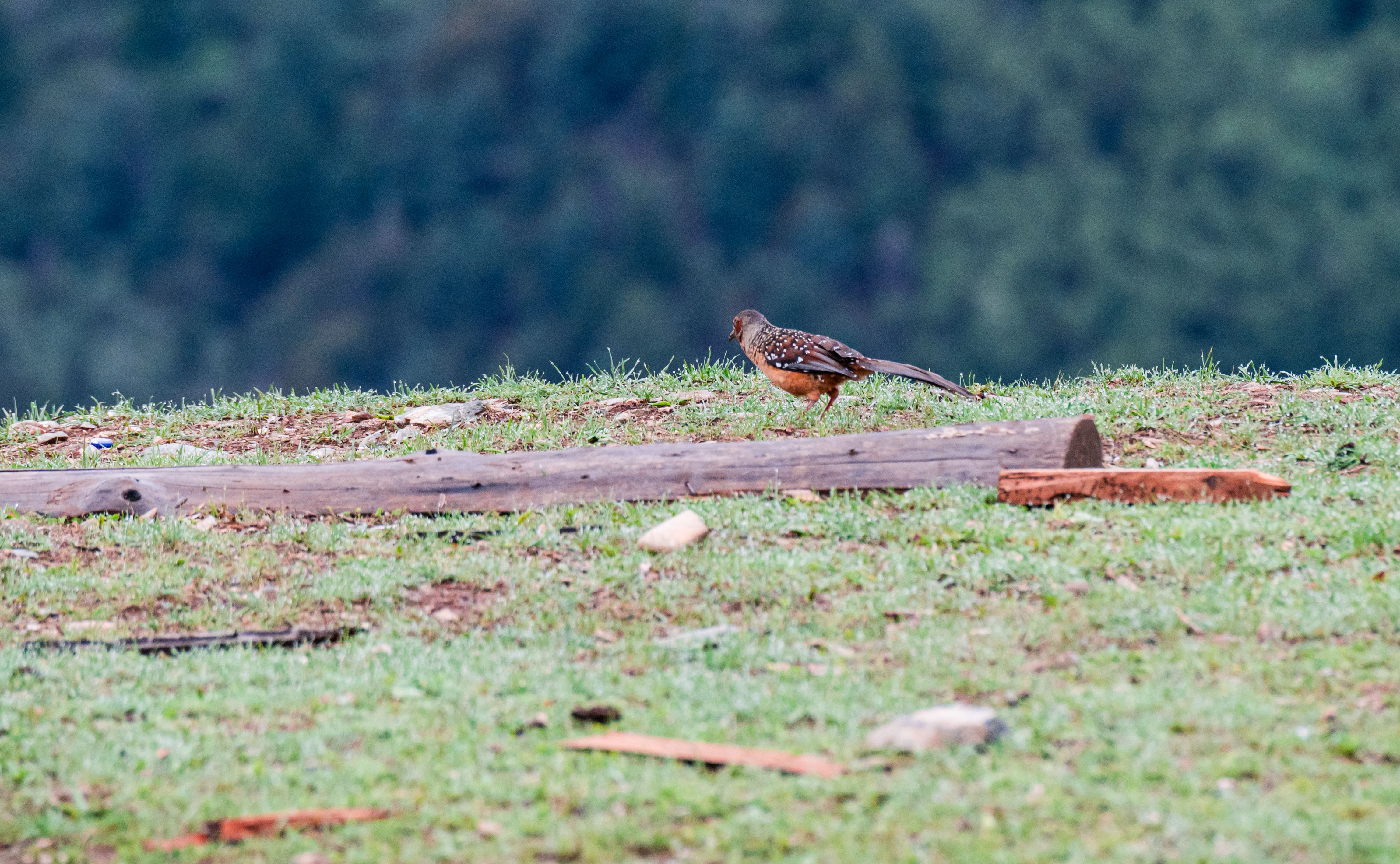 11DSC_3551.jpg