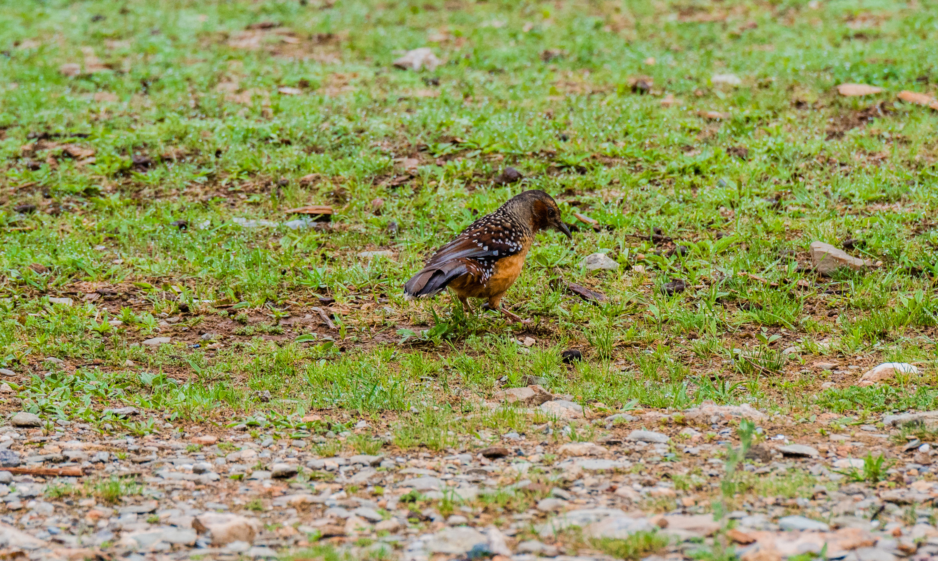 11DSC_3529.jpg