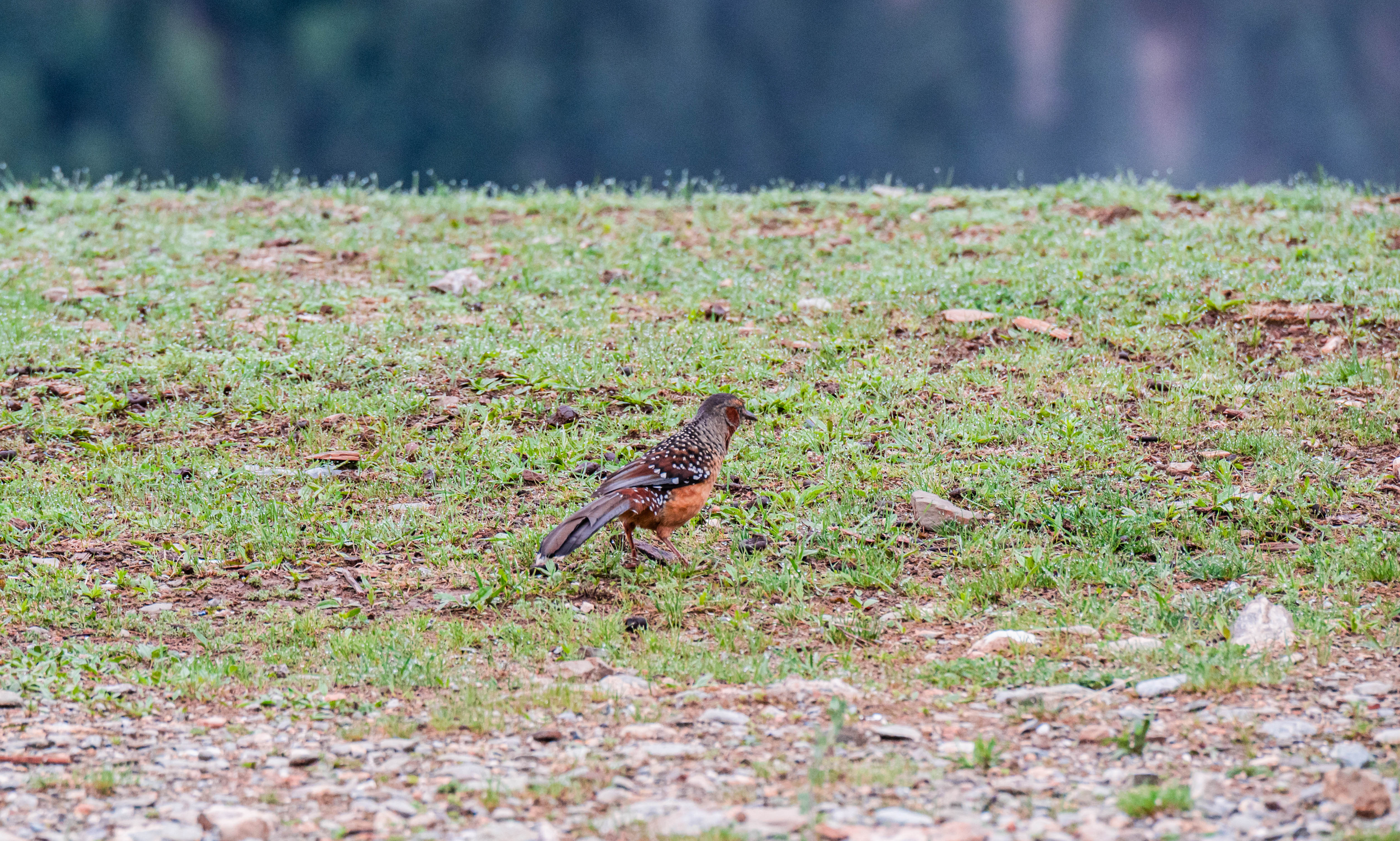 11DSC_3530.jpg