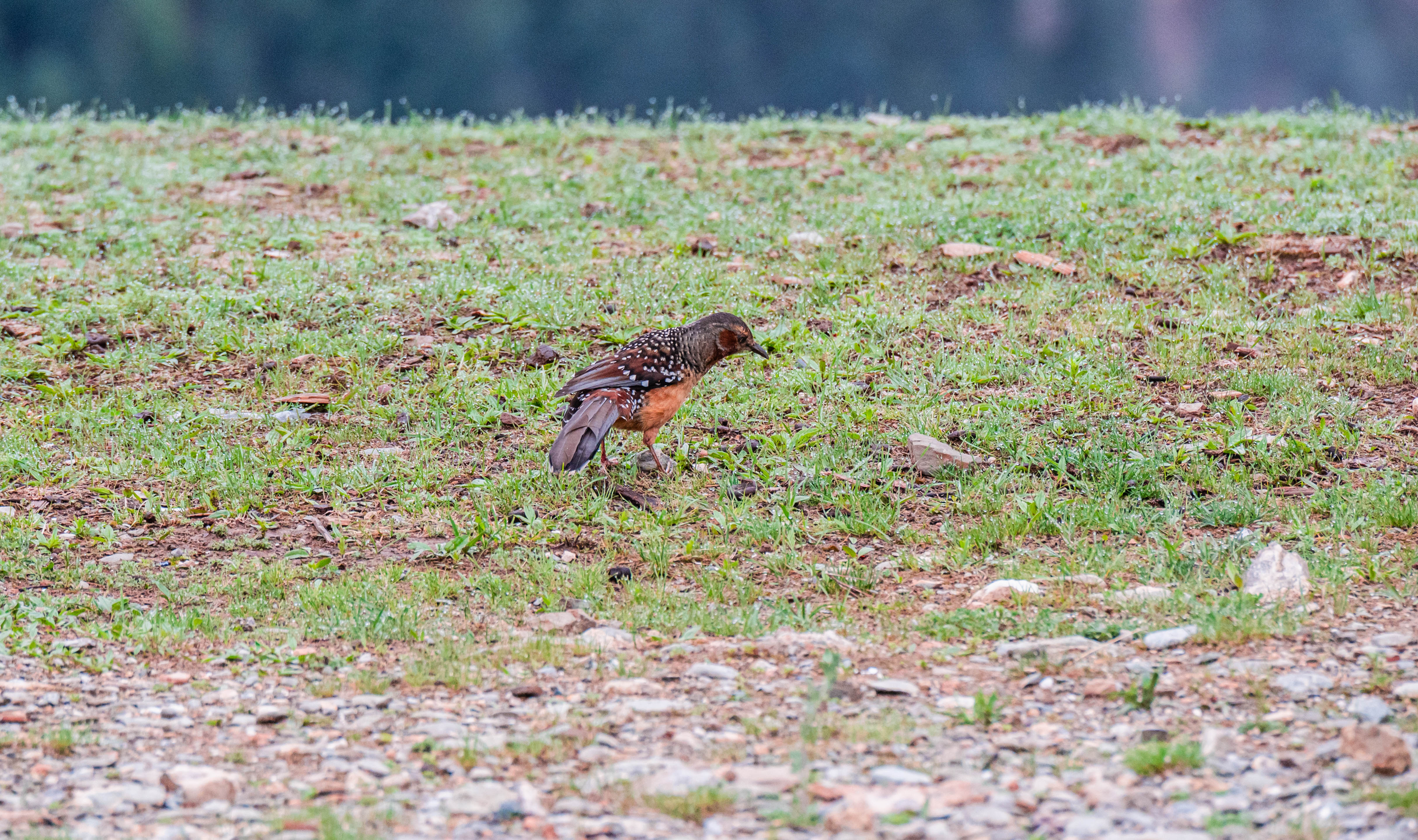11DSC_3531.jpg