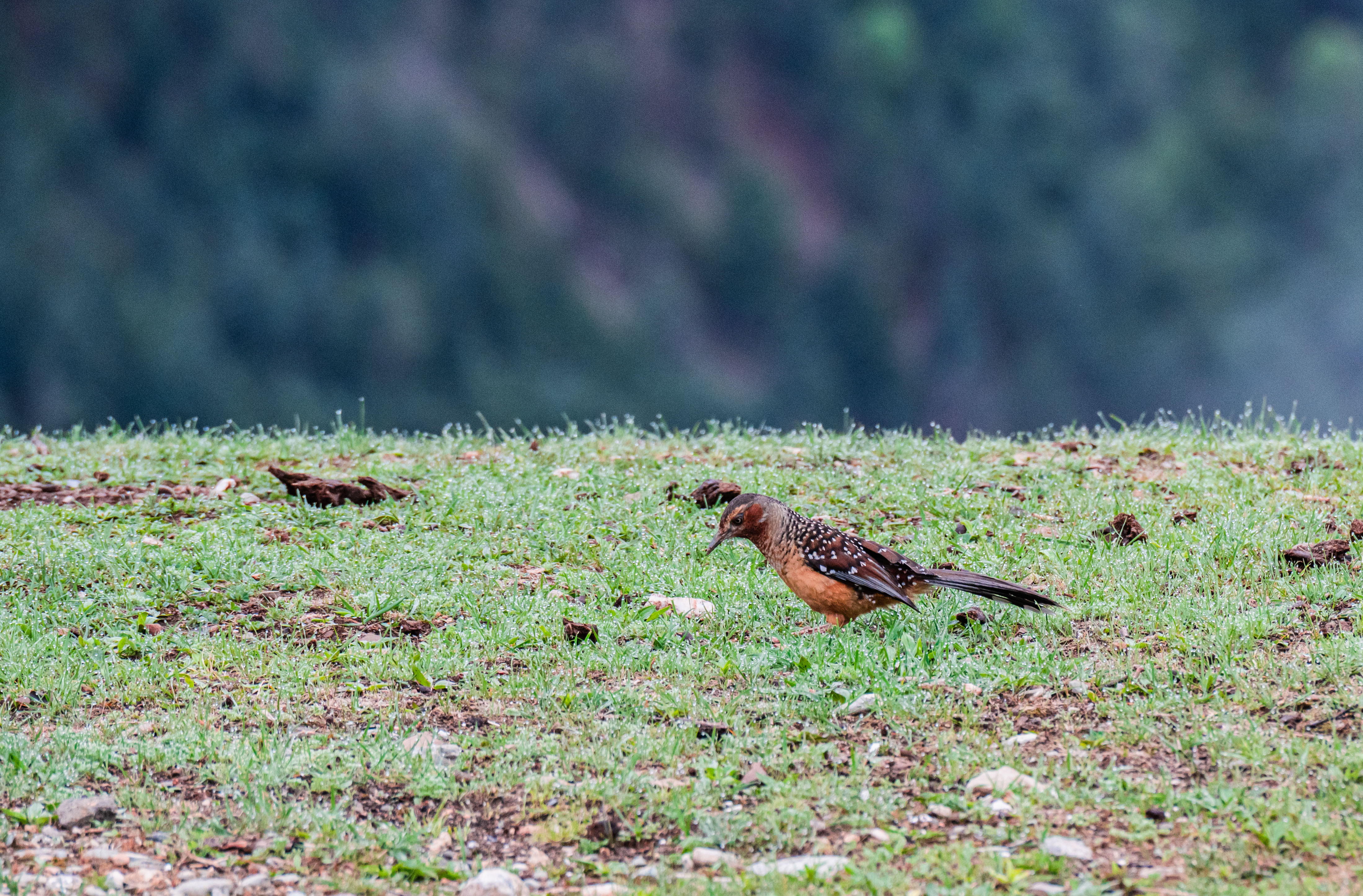 11DSC_3536.jpg