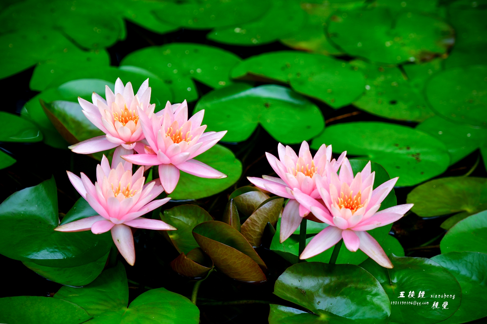 DSC_1651.JPG
