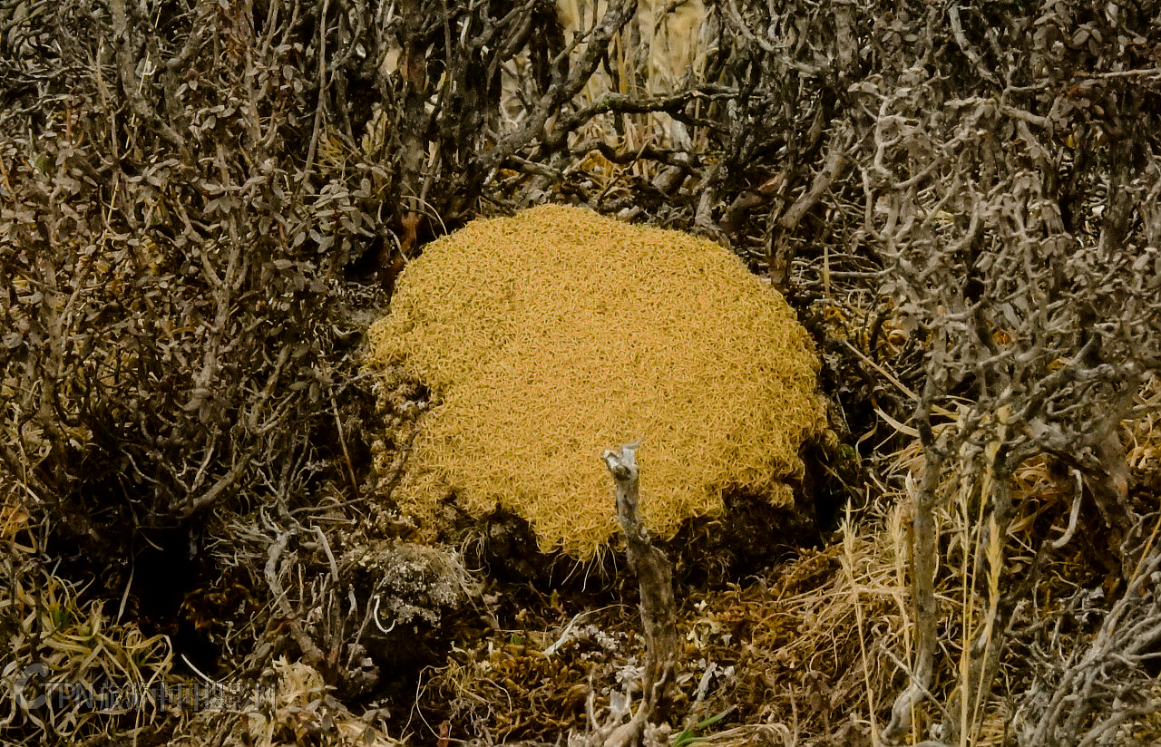 密生雪灵芝密生福禄草.jpg