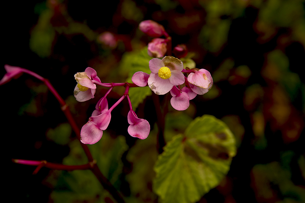 IMGP2591副本.jpg