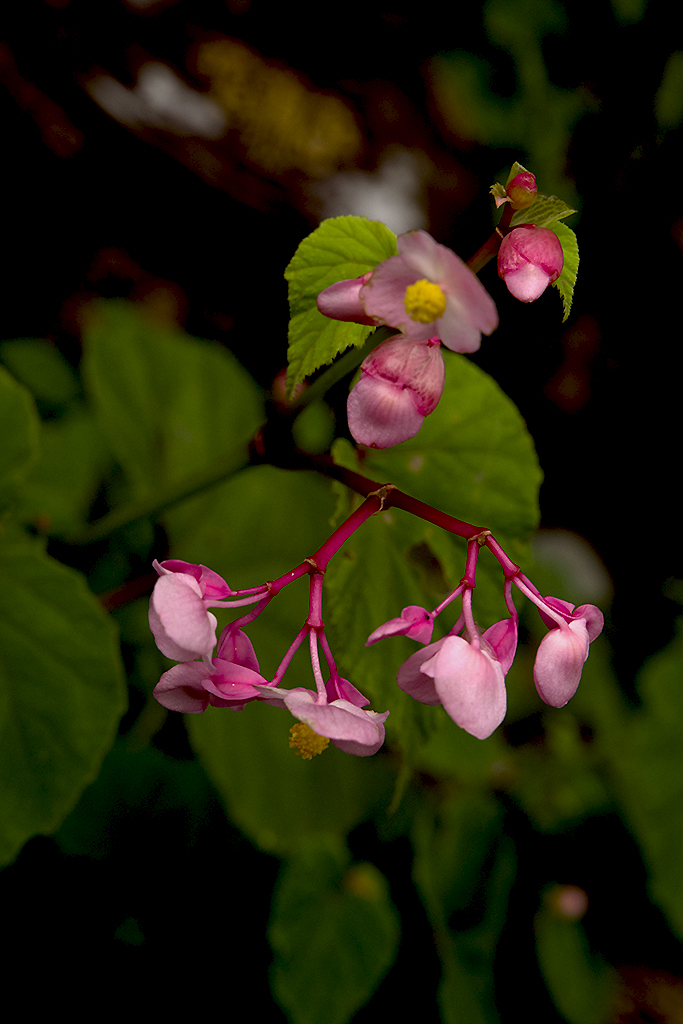 IMGP2603副本.jpg