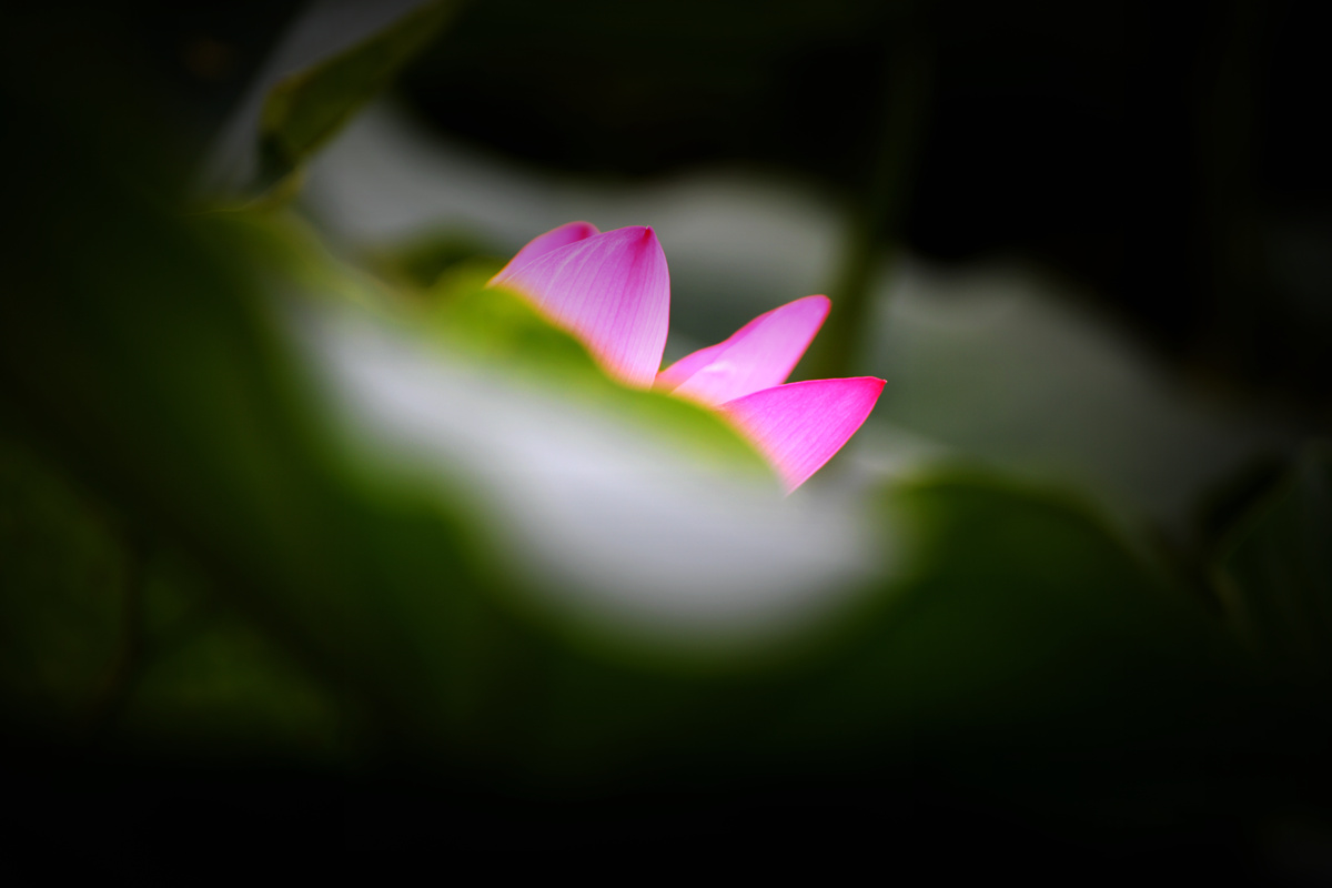 DSC_1705_副本.jpg