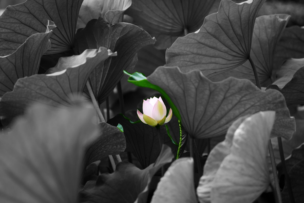 DSC_1914_副本_副本.jpg