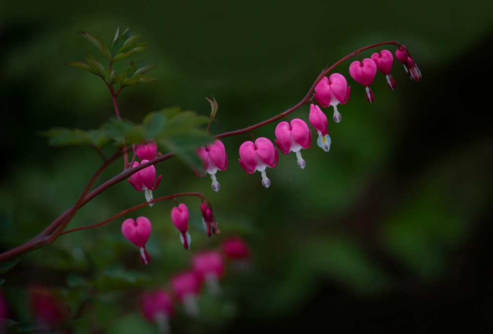 DSC_6873元宝牡丹副本06.jpg