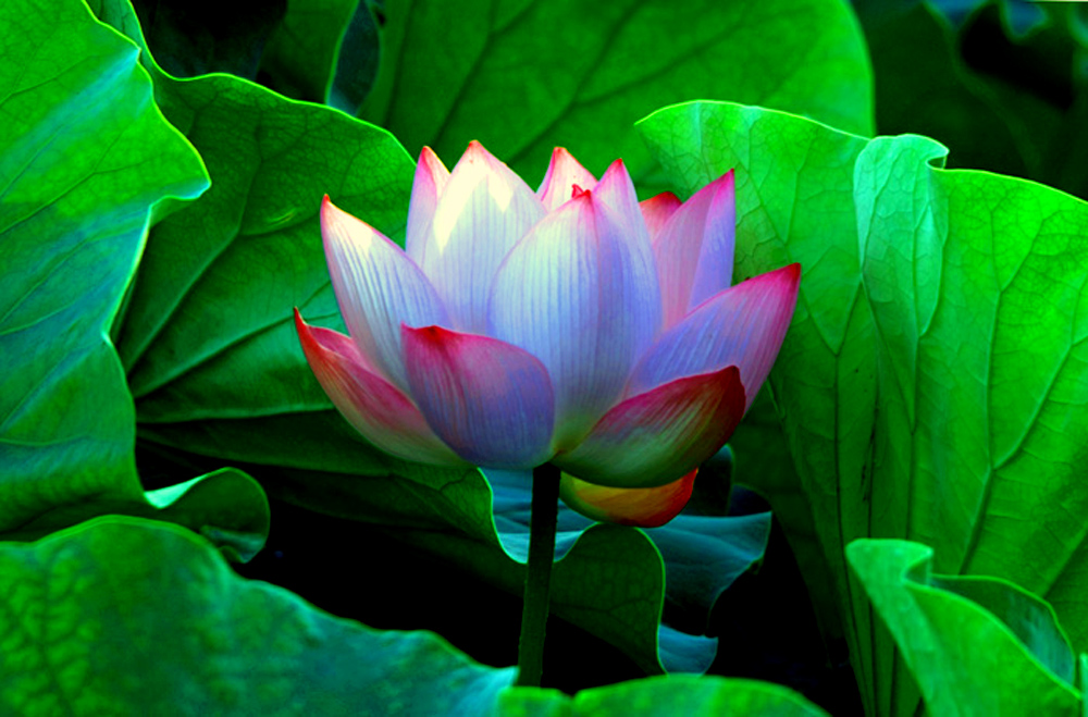 DSCF7645.JPG