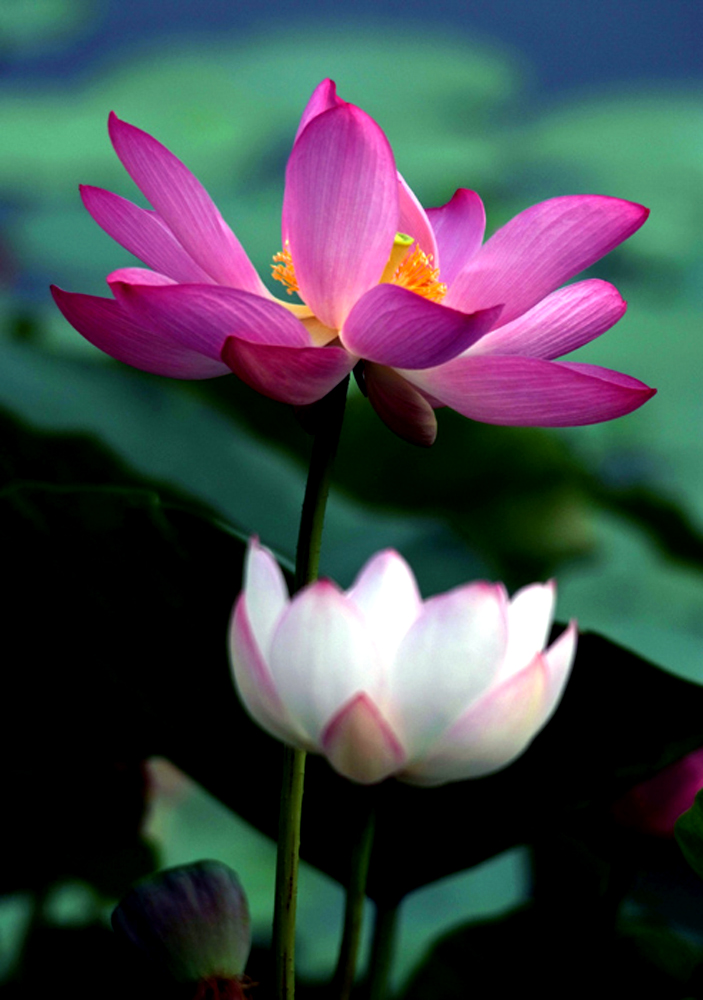 DSCF8586.JPG