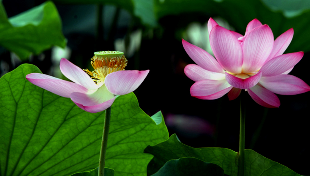 DSCF8640.JPG