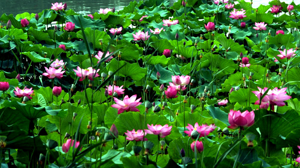 DSCF8631.JPG