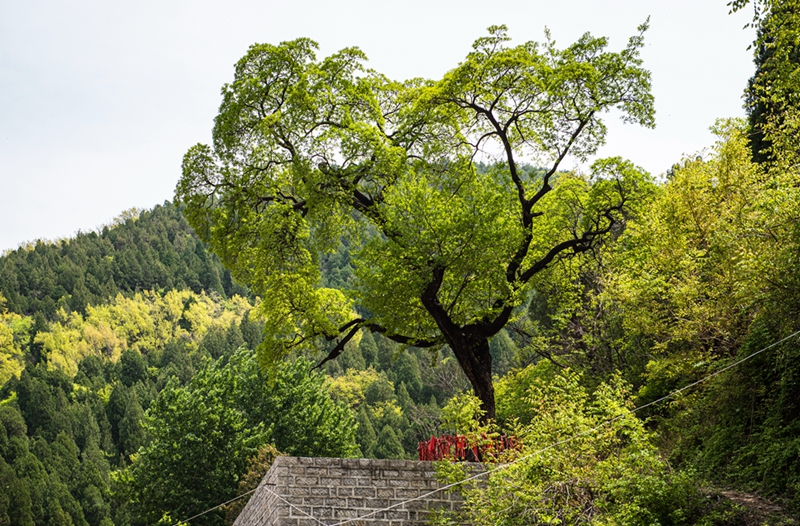 DSC_7290降龙树副本05.jpg