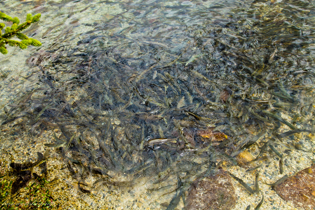 IMG_8477.JPG