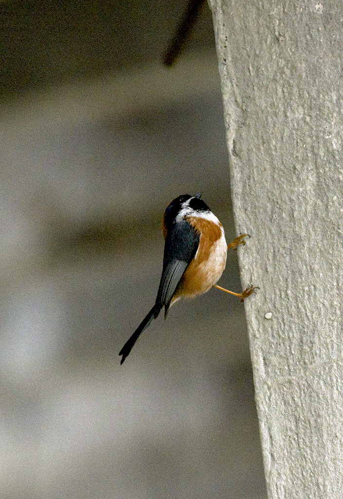 IMGP5504副本.jpg