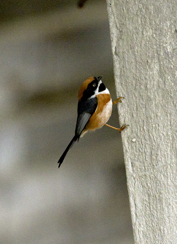 IMGP5505副本.jpg