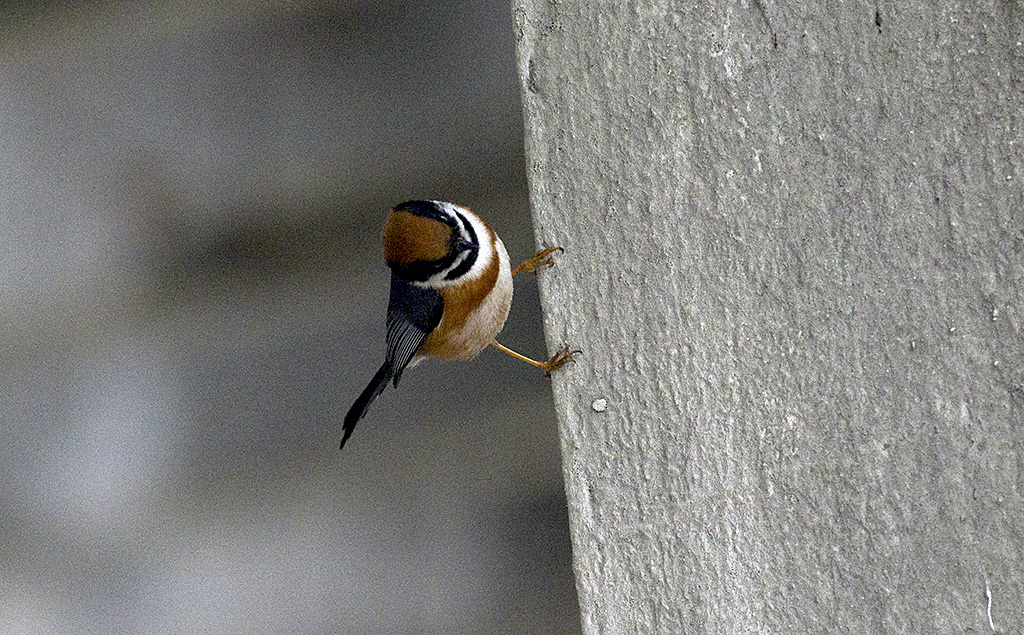 IMGP5506副本.jpg