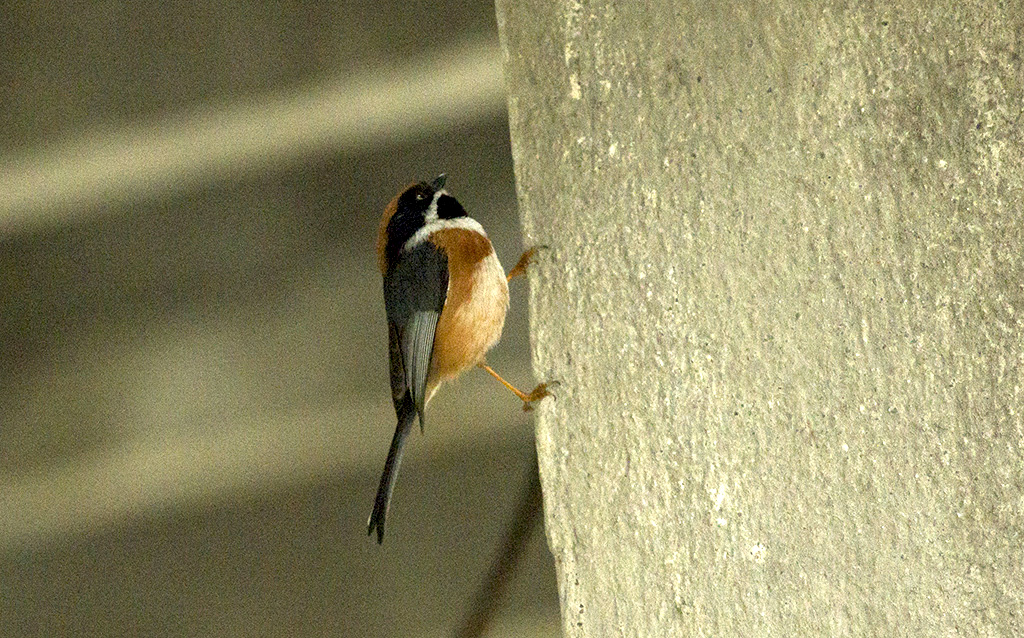 IMGP5510副本.jpg
