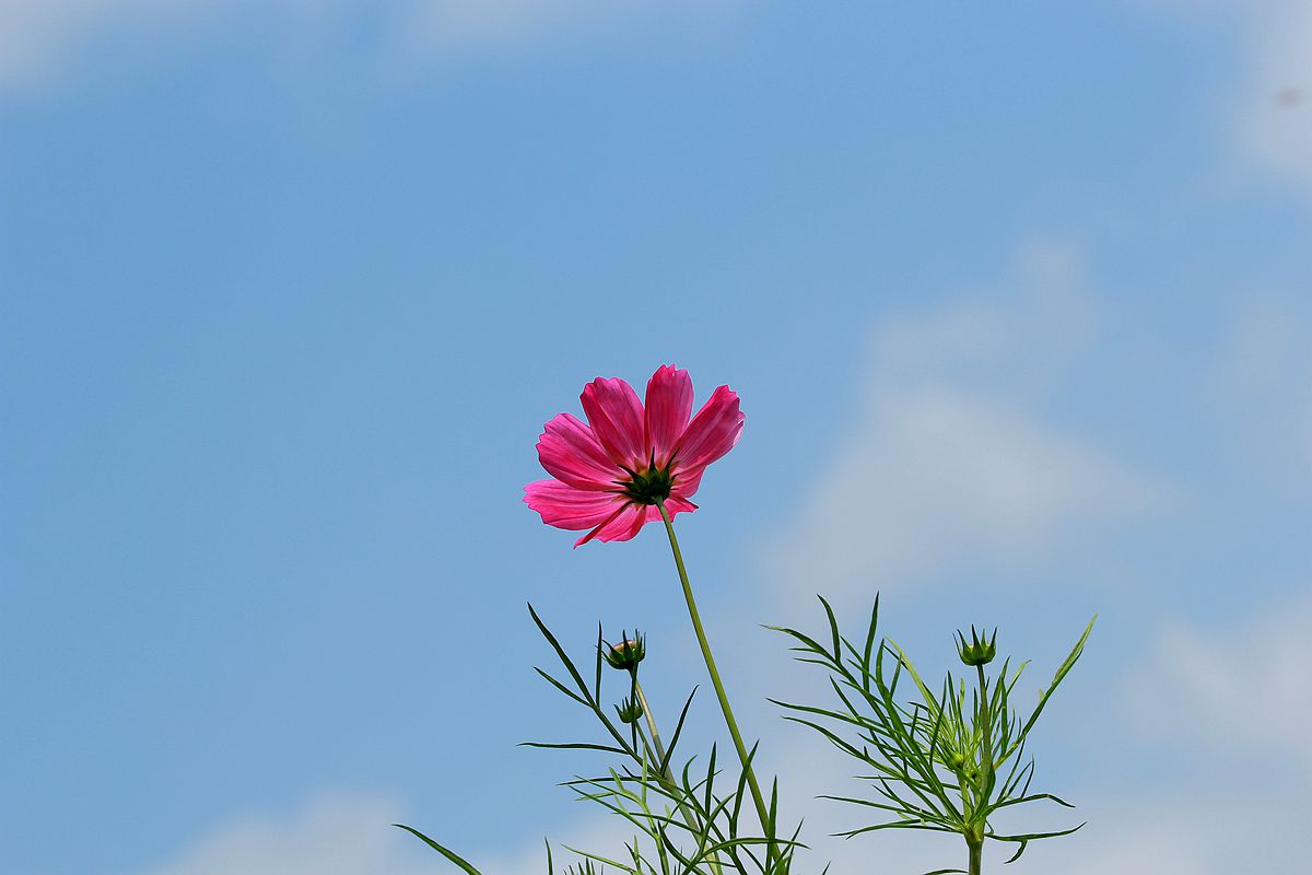 IMG_1978_副本.jpg