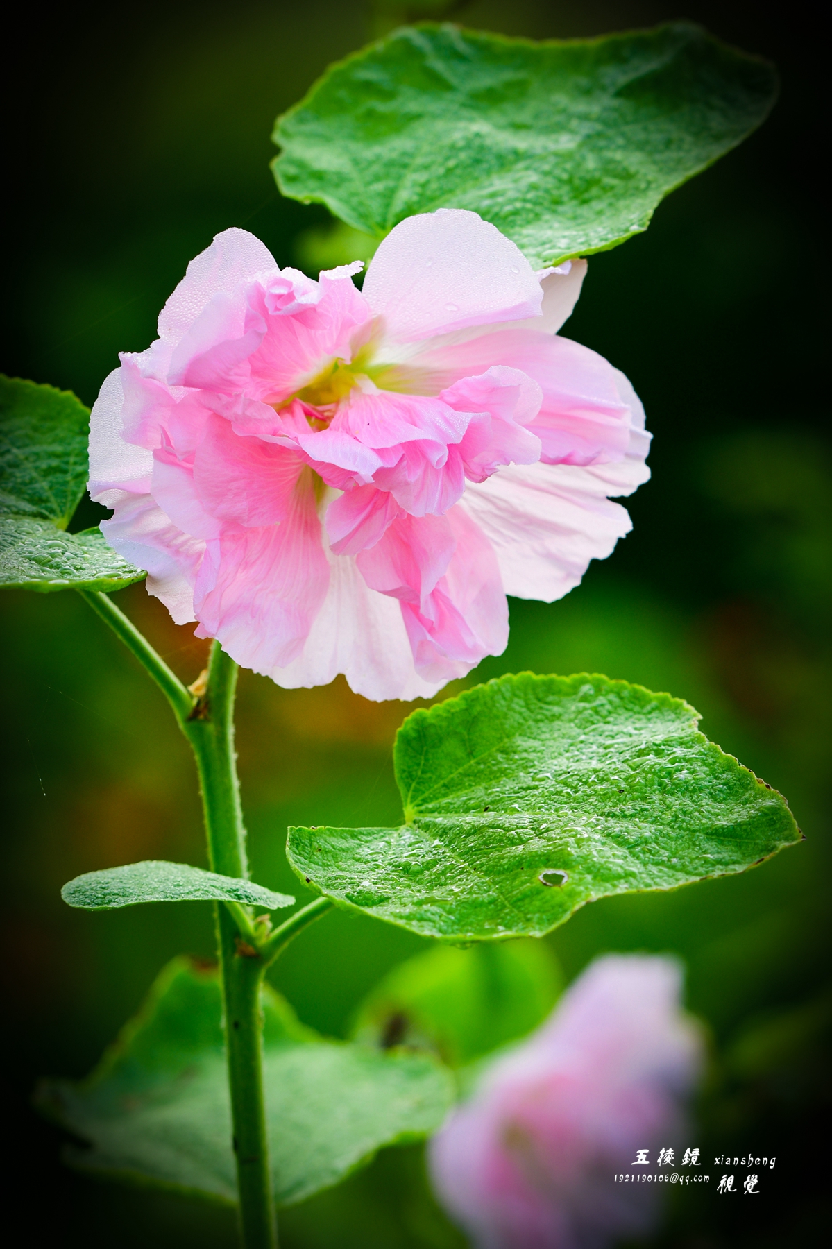 DSC_2100.JPG