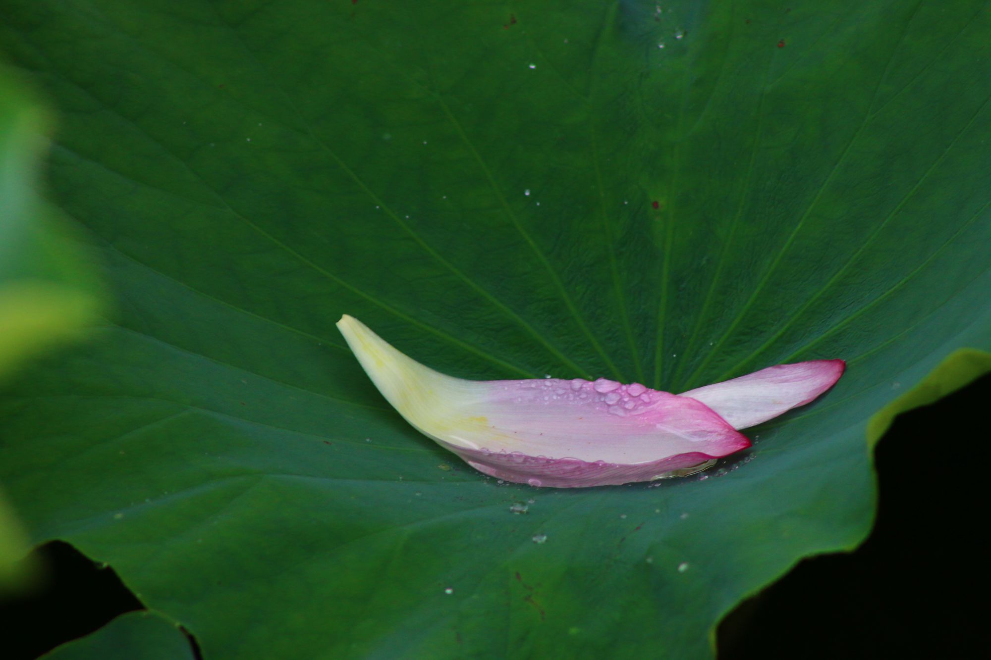 IMG_1409.JPG