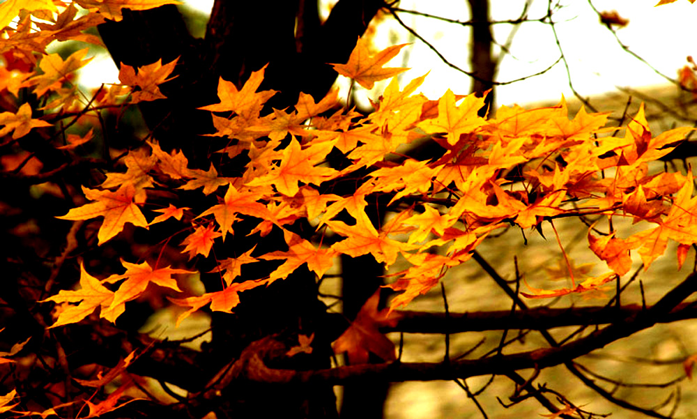 DSCF2163.JPG