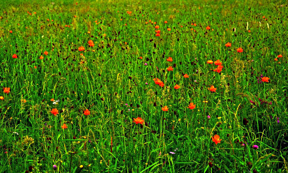 DSCF7349.JPG