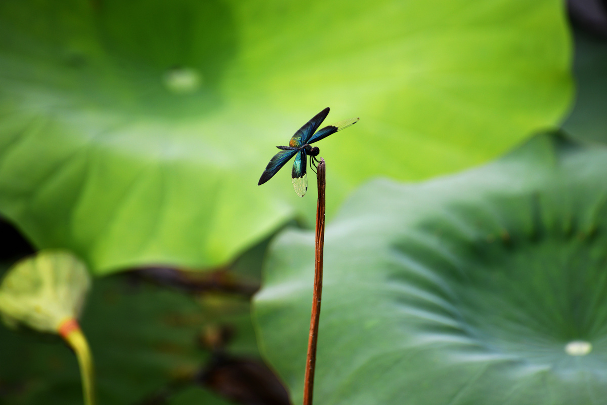 DSC_1854_副本.jpg