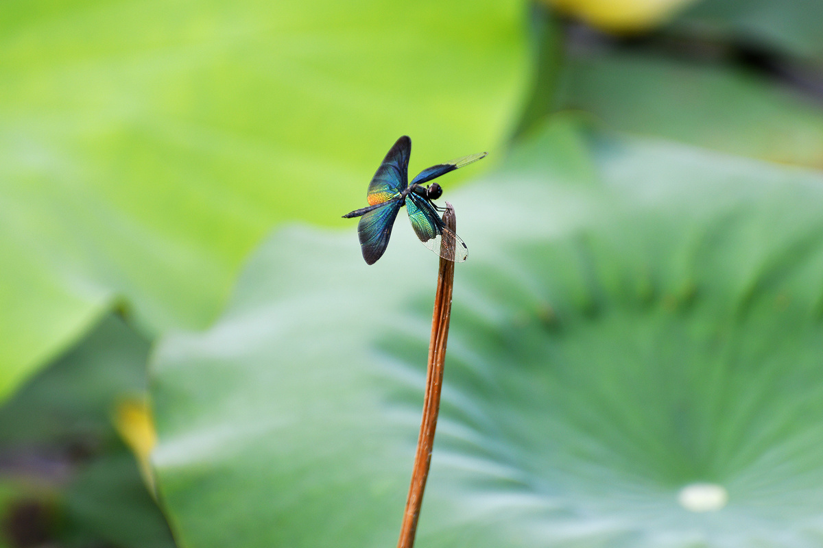 DSC_1857_副本.jpg